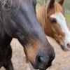 palominocharlie